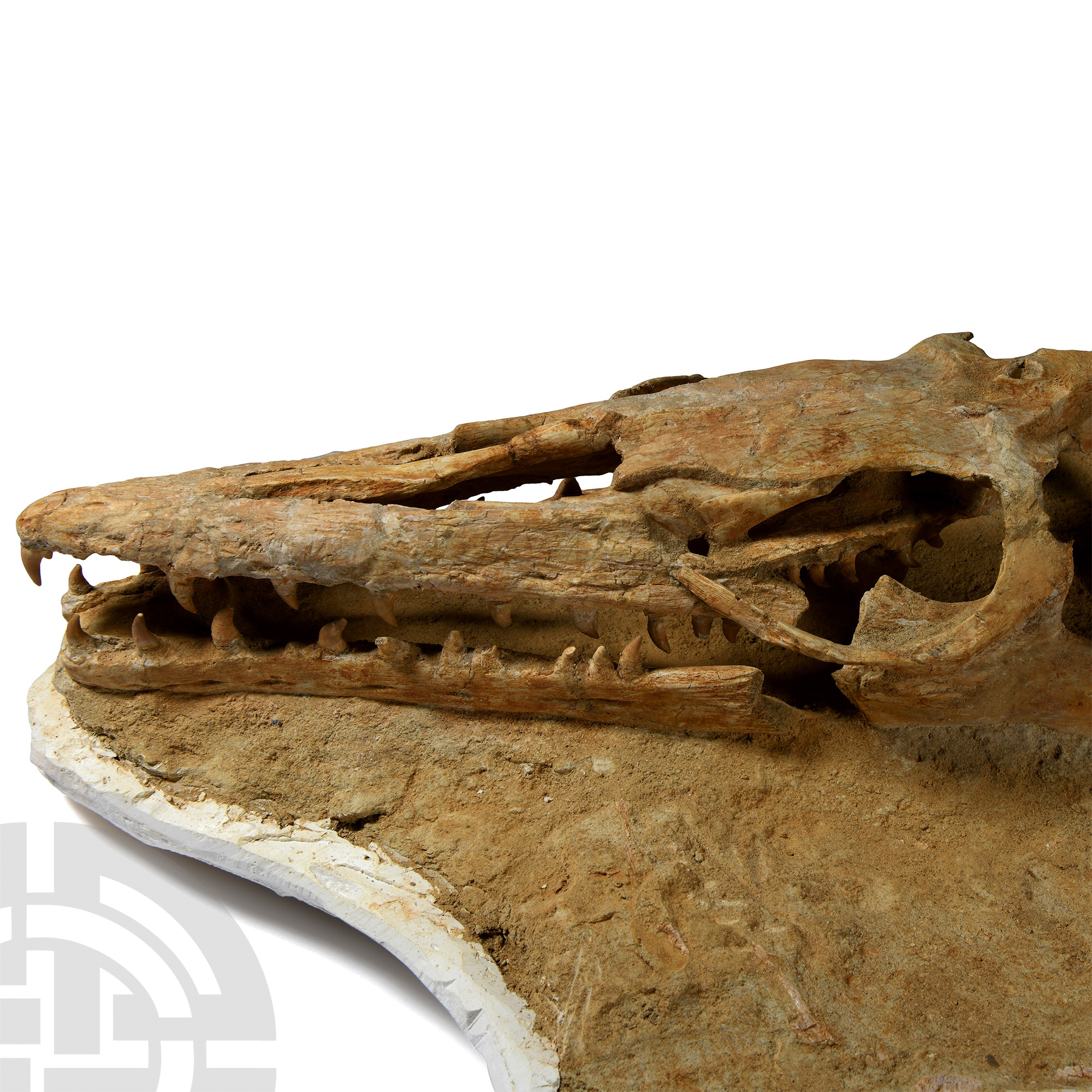 Natural History - Three-Dimensional Mosasaur Skull with Vertebrae - Image 3 of 3