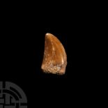 Natural History - Fossil African 'T-Rex' Dinosaur Tooth