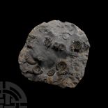 Natural History - Fossil Ammonite Cluster