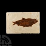 Natural History - Large Fossil Diplomystus Fish
