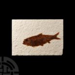 Natural History - Knightia Fossil Fish in Matrix