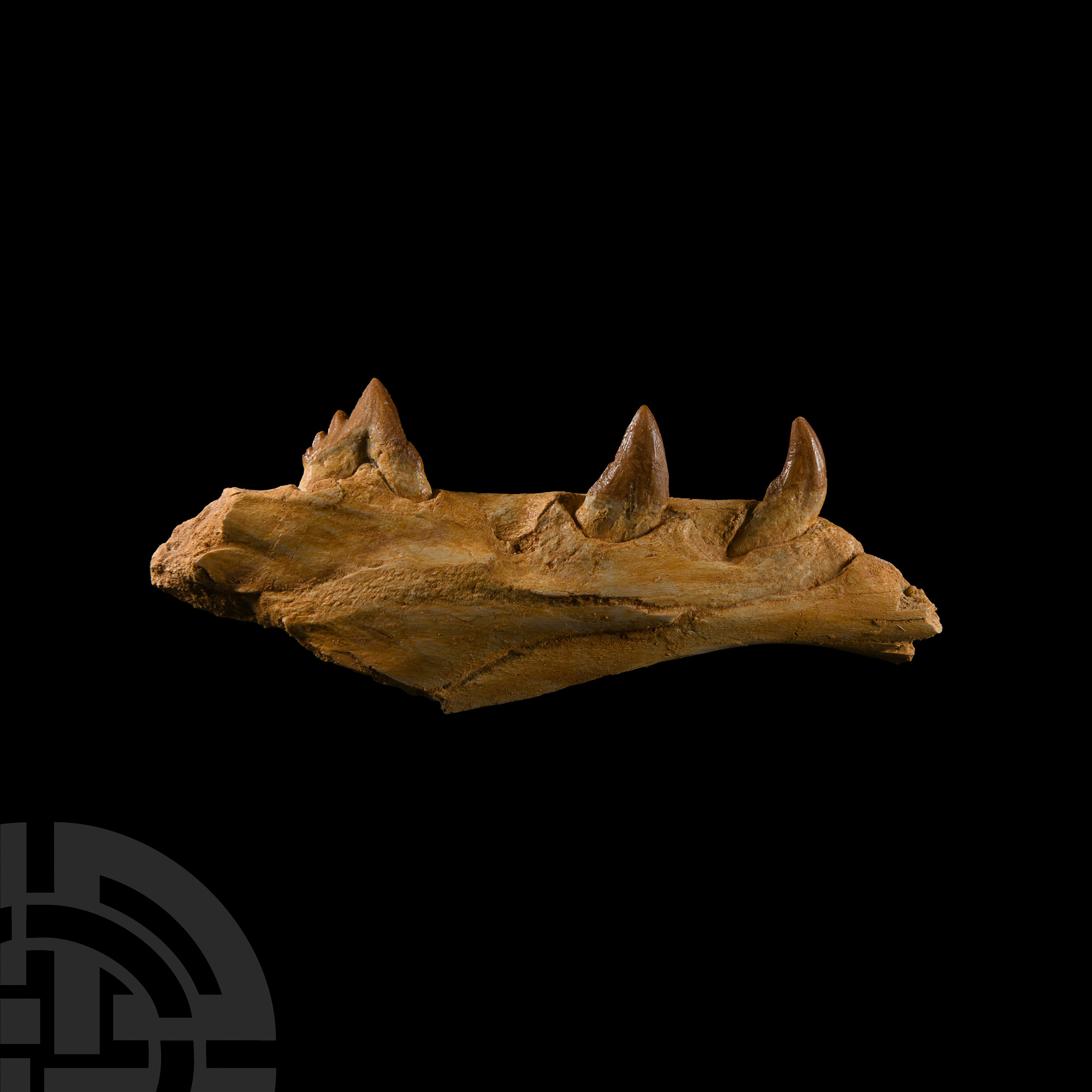 Natural History - Fossil Basilosaurus Jaw Fragment