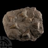 Natural History - Fossil Otodus Shark Tooth Plate