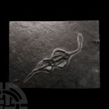 Natural History - Fossil Keichousaurus Marine Reptile Skeleton