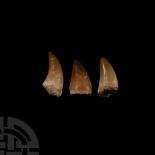 Natural History - Mosasaur Fossil Tooth Group