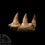 Natural History - Mosasaur Fossil Jaw Section
