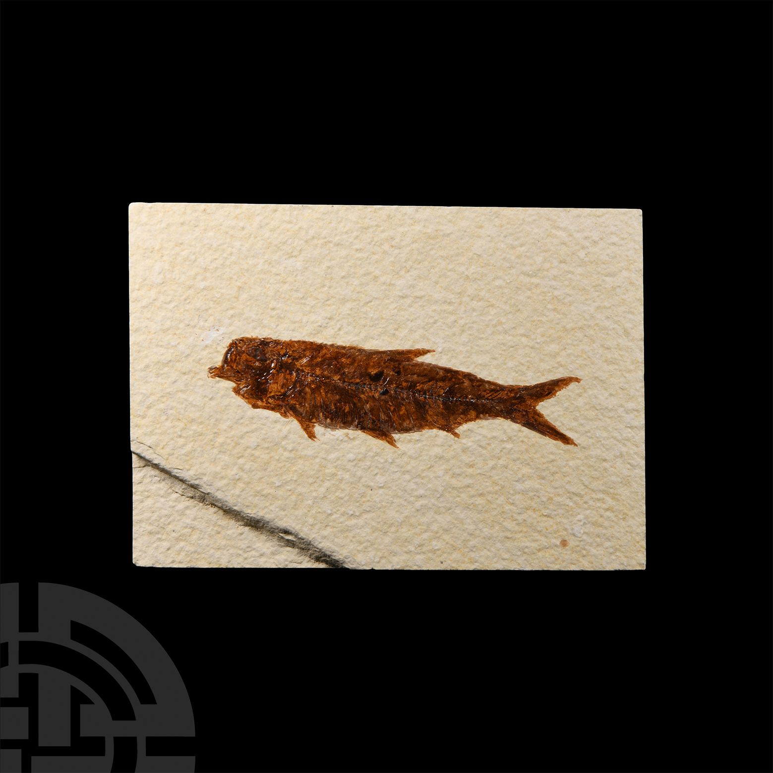 Natural History - Knightia Fossil Fish in Matrix