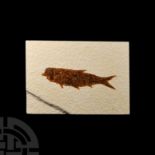 Natural History - Knightia Fossil Fish in Matrix