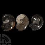 Natural History - Polished Ammonite Group