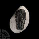 Natural History - Fossil Phacops Trilobite