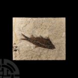 Natural History - Knightia Fossil Fish in Matrix