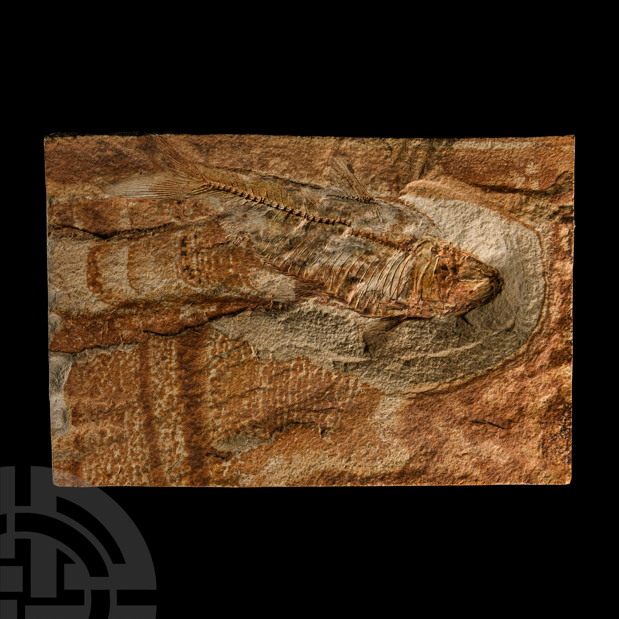 Natural History - Diplomystus Fish Fossil