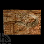Natural History - Diplomystus Fish Fossil