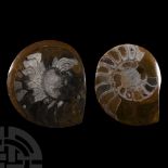 Natural History - Polished Goniatite 'Button' Pair