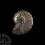 Natural History - Iridescent Fossil Ammonite