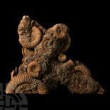 Natural History - Fossil Dactylioceras Athleticum Ammonite Cluster