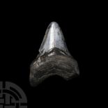 Natural History - Juvenile Megalodon Giant Shark Fossil Tooth