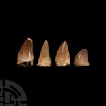 Natural History - Fossil Mosasaur Marine Dinosaur Tooth Collection