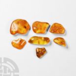 Natural History - Insects in Baltic Amber Group