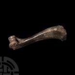 Natural History - Fossil Wild Boar Leg Bone