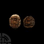 Natural History - Fossil Flexicalymene Trilobite Nodule