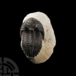 Natural History - Barrandei Fossil Trilobite