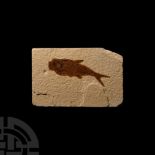 Natural History - Fossil Diplomystus Fish
