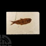 Natural History - Knightia Fossil Fish in Matrix