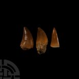 Natural History - Mosasaur Fossil Tooth Group