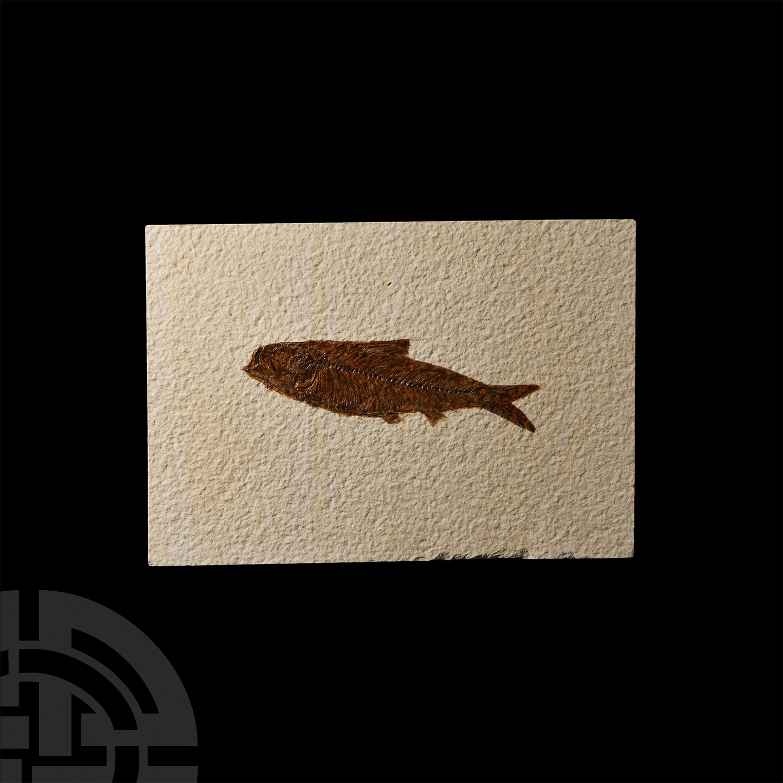 Natural History - Knightia Fossil Fish