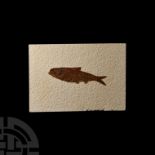 Natural History - Knightia Fossil Fish