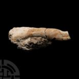 Natural History - Deltadromeus Dinosaur Fossil Bone Section