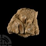 Natural History - Fossil Mosasaur Tooth and Fish Bone Display