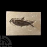 Natural History - Knightia Fossil Fish in Matrix