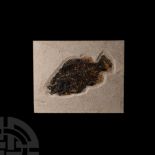 Natural History - Fossil Priscacara Fish