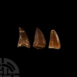 Natural History - Mosasaur Fossil Tooth Group