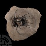 Natural History - Fossil Dicranurus Trilobite