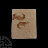 Natural History - Fossil Shrimp