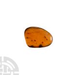 Natural History - Amber with Insect Inclusions