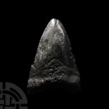 Natural History - Megalodon Giant Shark Fossil Tooth