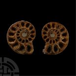 Natural History - Cut and Polished Fossil Ammonite