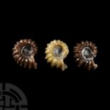 Natural History - Polished Douvilleiceras Ammonite Group