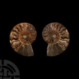 Natural History - Cut Fossil Ammonite Halves