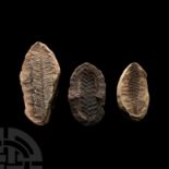 Natural History - Fossil Seed Fern Group