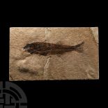 Natural History - Fossil Mioplosus Fish