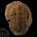 Natural History - Fossil Cambropallas Trilobite