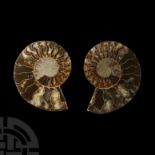 Natural History - Cut and Polished Fossil Ammonite Halves