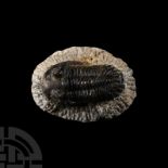 Natural History - Fossil Barrandei Trilobite