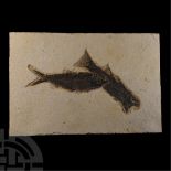 Natural History - Fossil Knightia Fish on Matrix