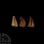 Natural History - Mosasaur Fossil Tooth Group